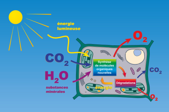 L'énergie dans la cellule - Autotrophie - schéma de synthèse
